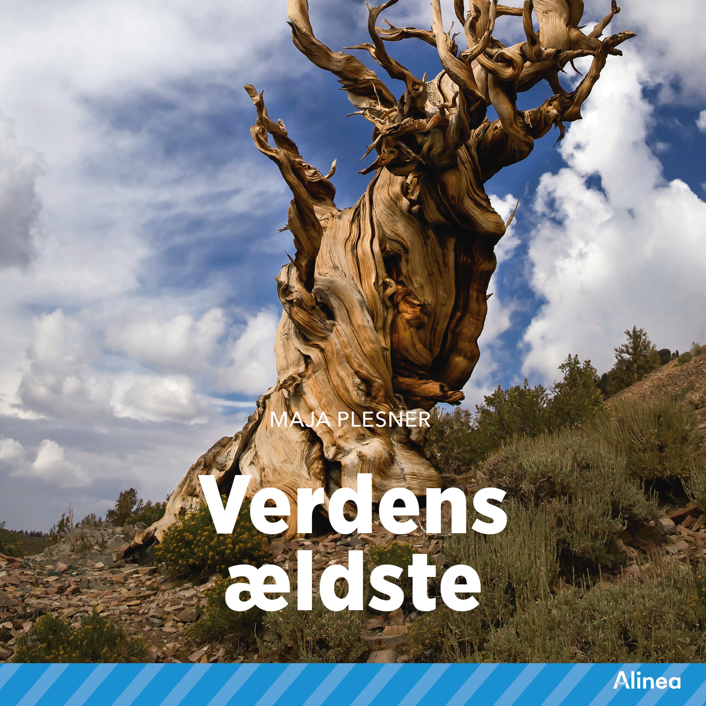 Forside billede